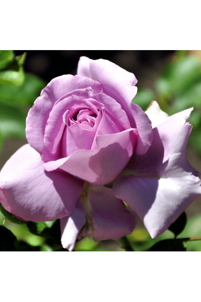 Роза витка Индиголетта – бутон бокаловидной формы